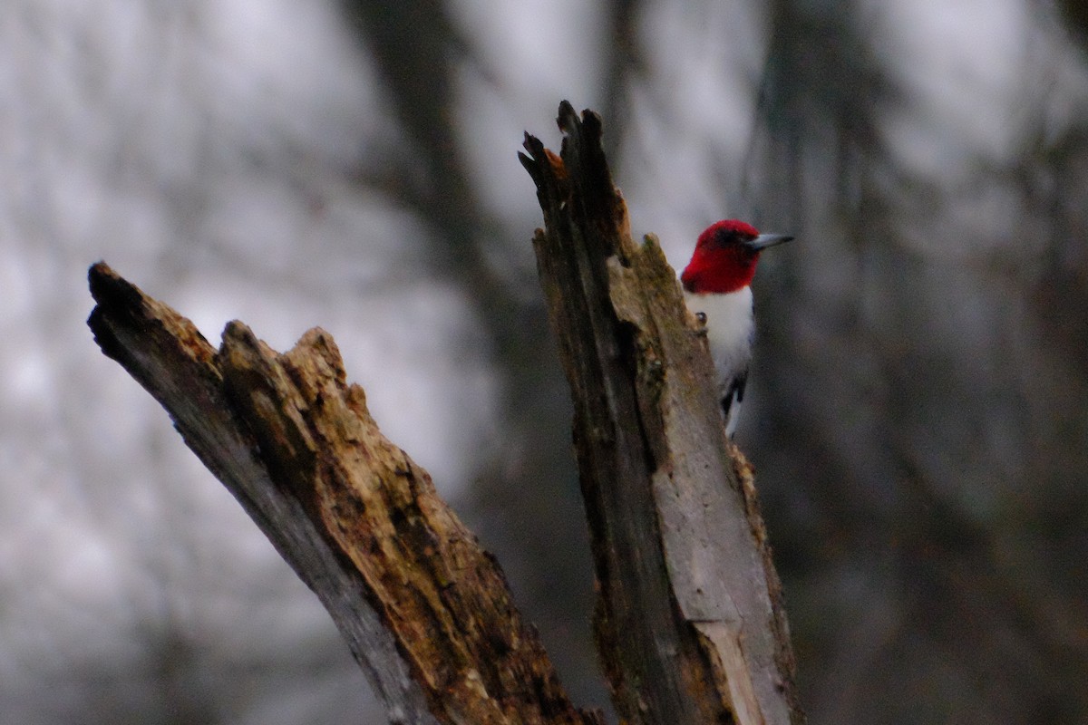 Red-headed Woodpecker - ML147228241