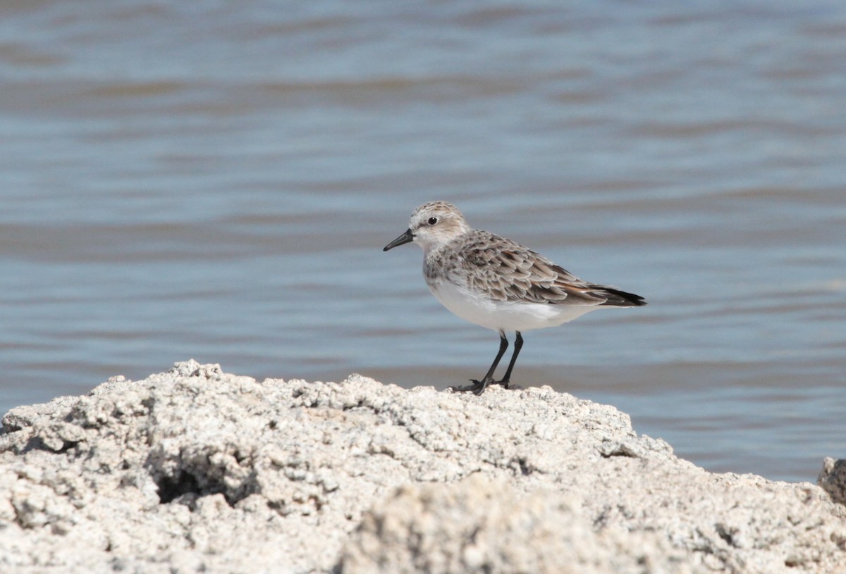 Red-necked Stint - Corey Callaghan