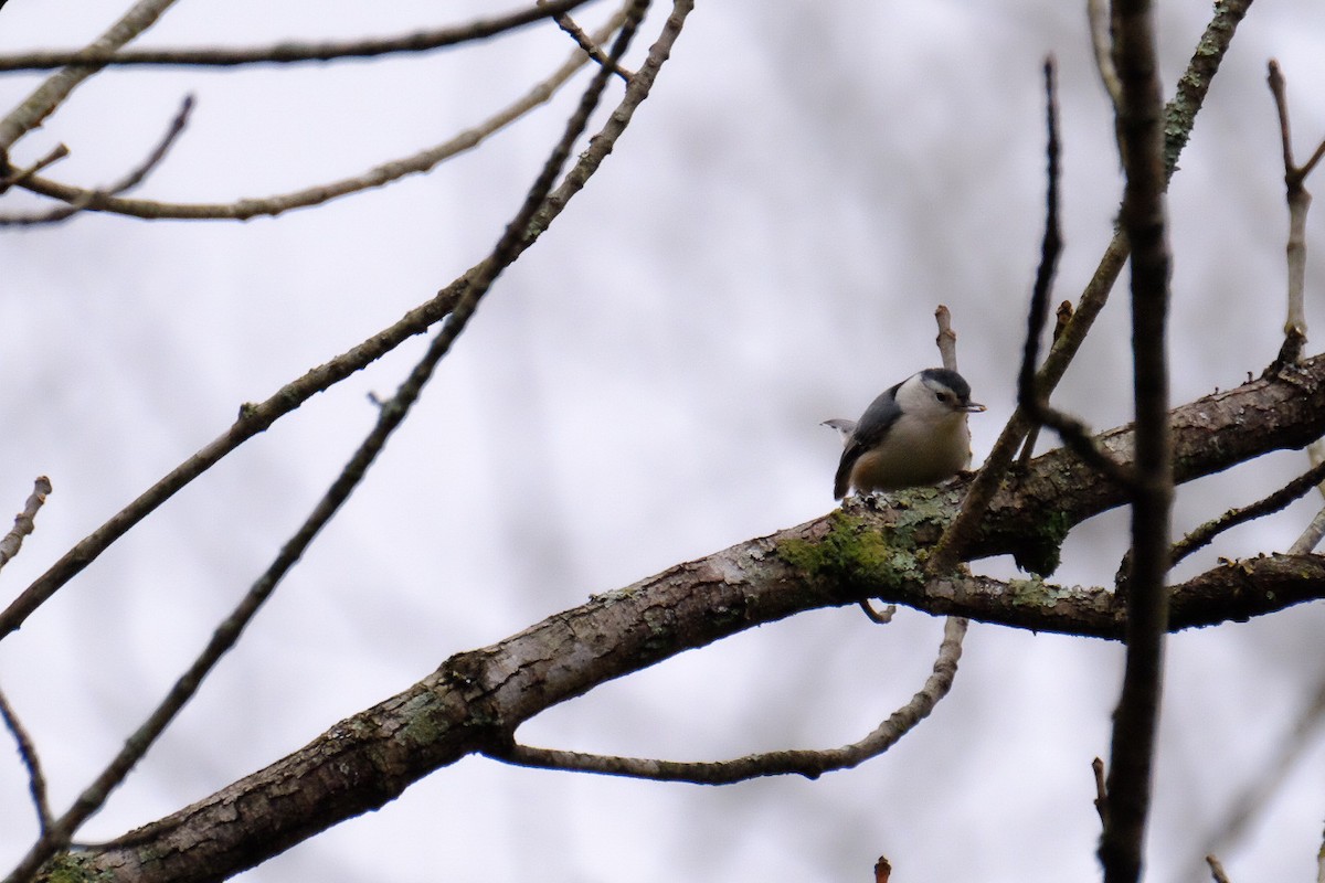 White-breasted Nuthatch - ML147228911