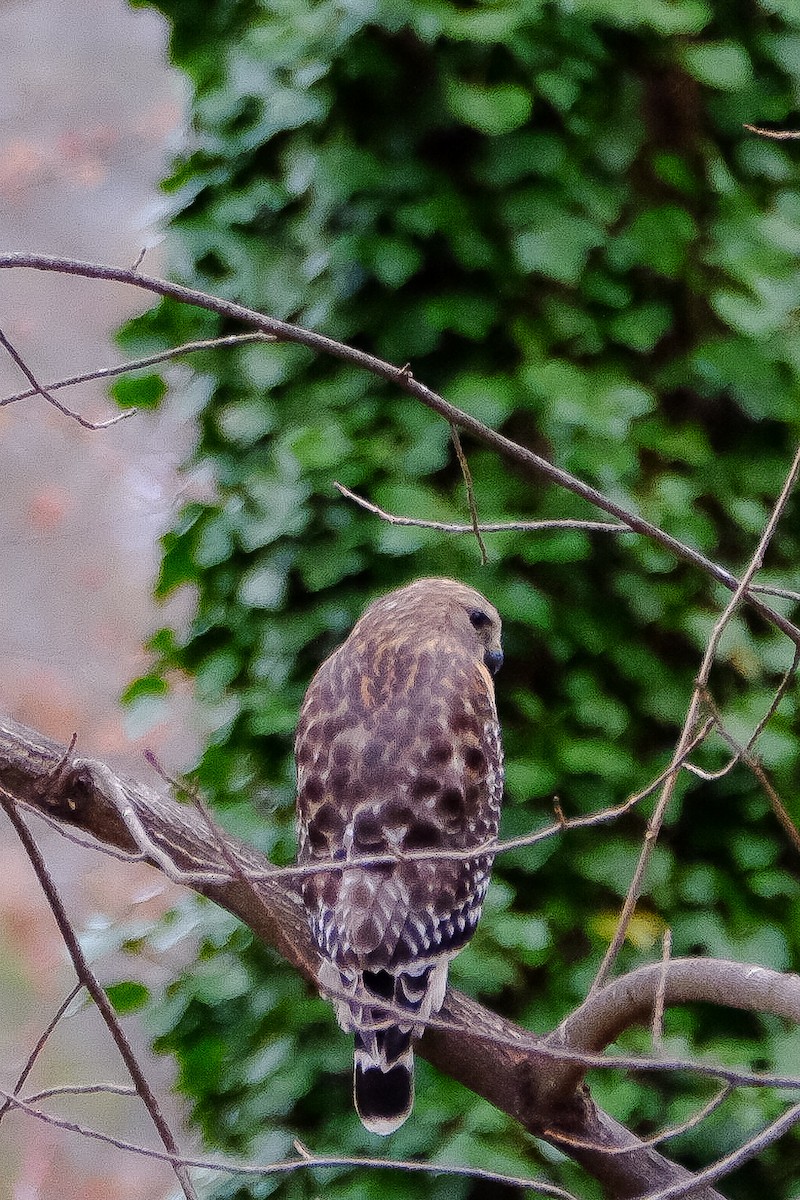 Red-shouldered Hawk (lineatus Group) - ML147229241