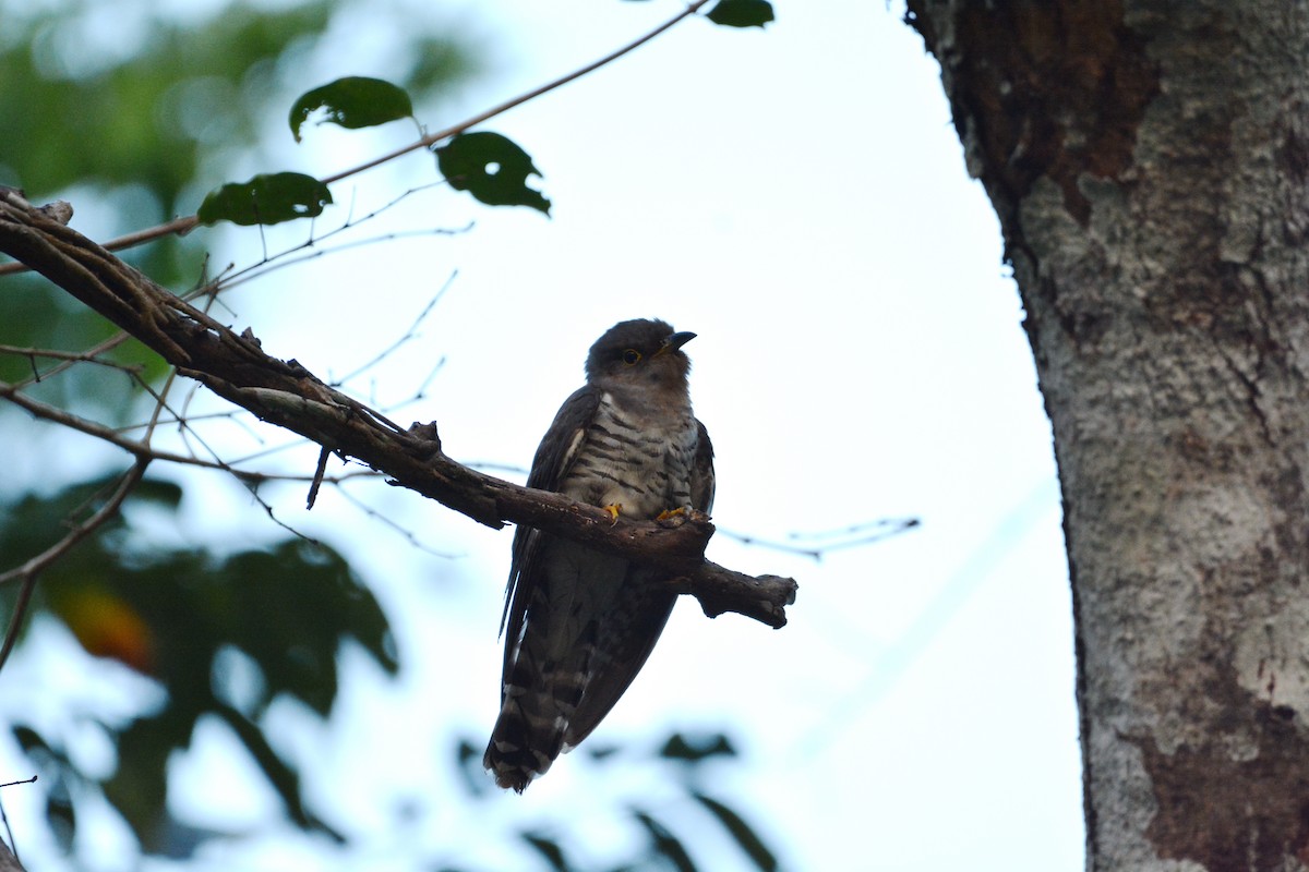 Himalayan Cuckoo - Vatcharavee Sriprasertsil