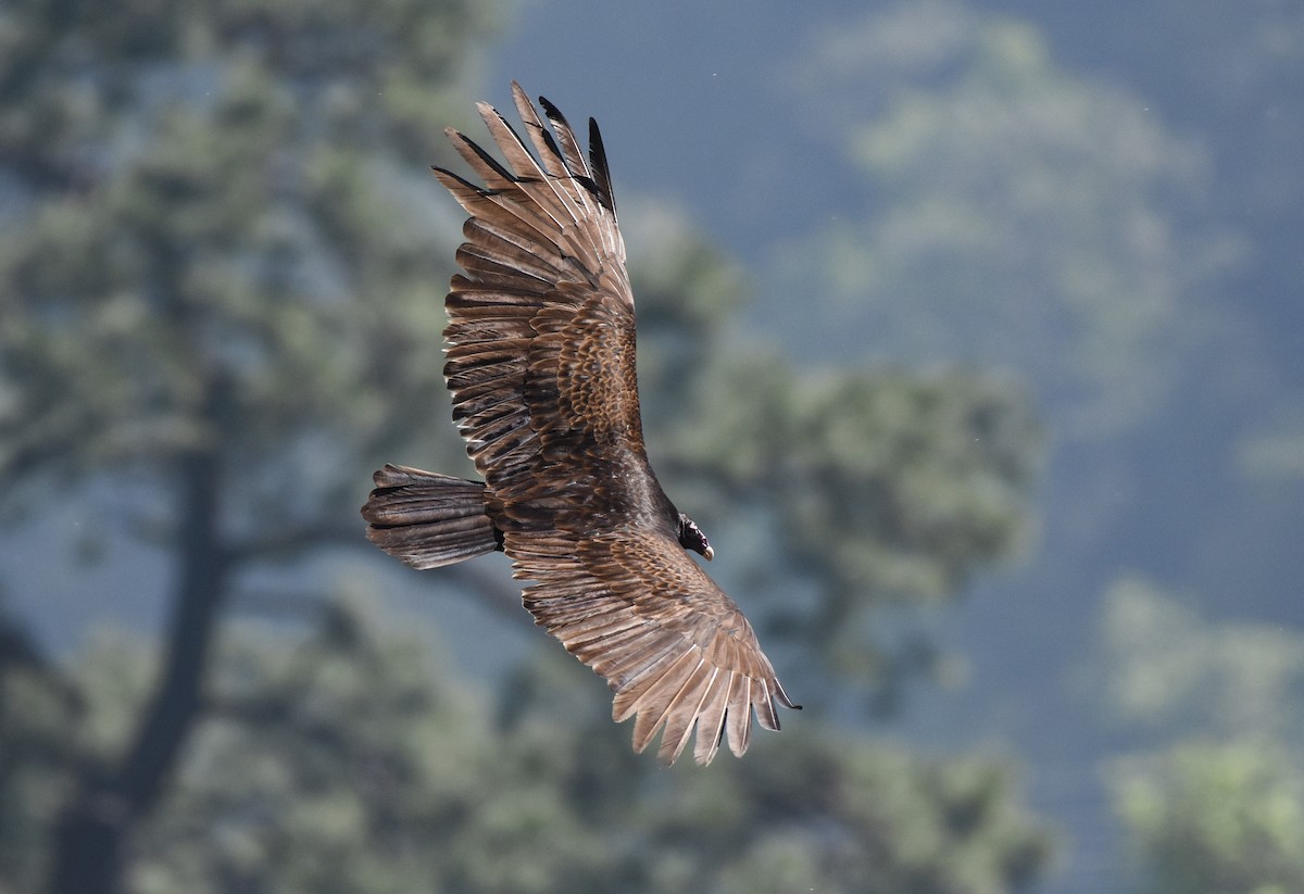 Turkey Vulture - Mauricio López