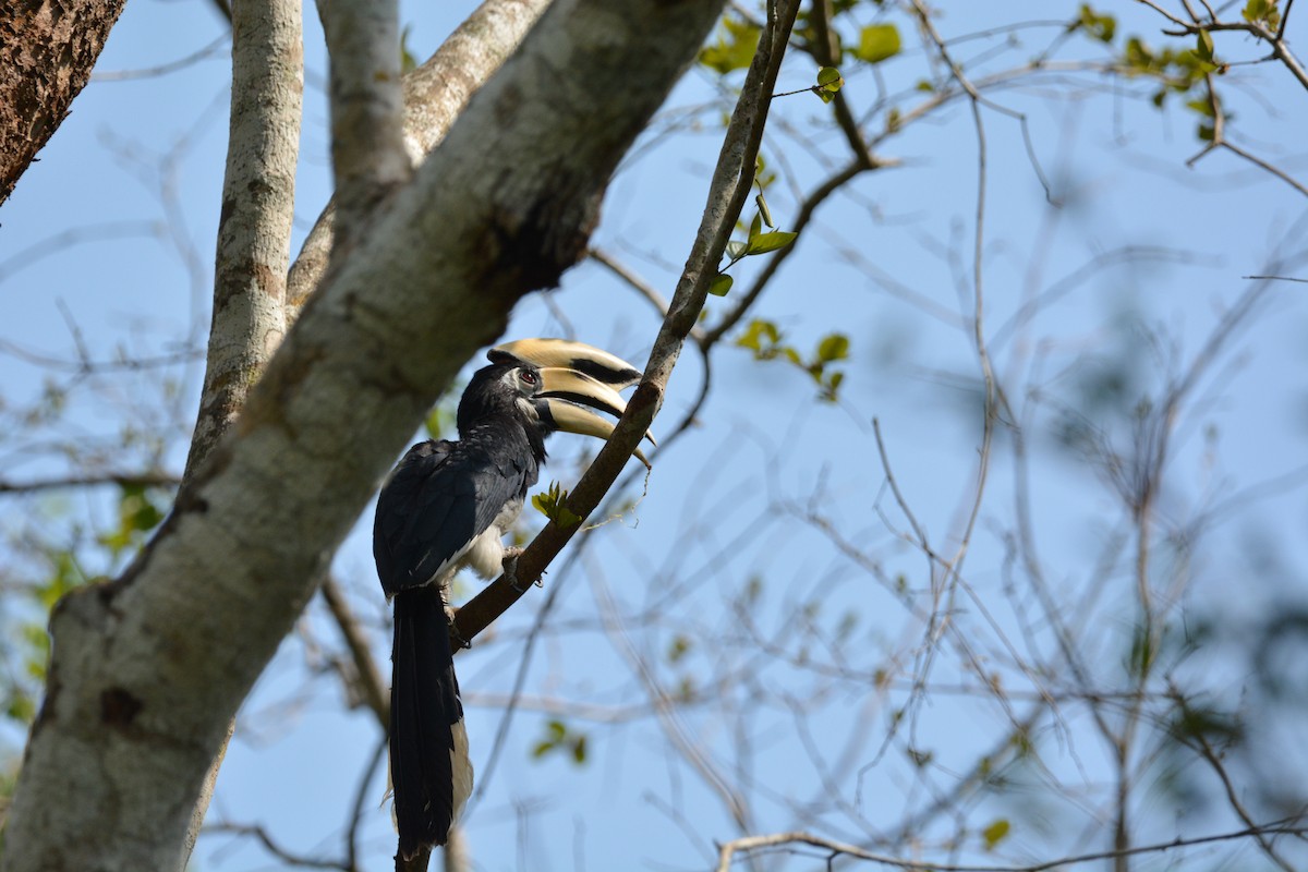 Oriental Pied-Hornbill - Vatcharavee Sriprasertsil