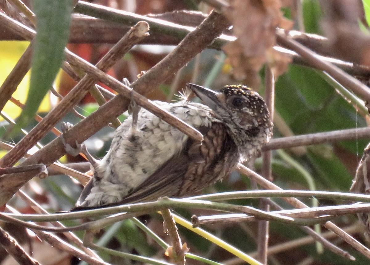 Scaled Piculet - Mike Ferguson