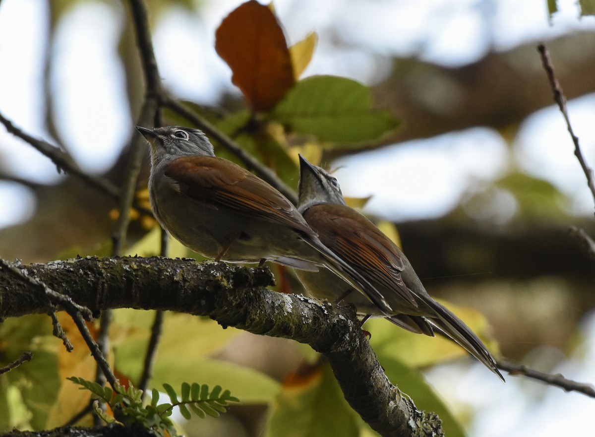 Brown-backed Solitaire - ML147231211