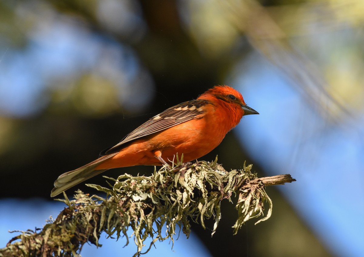 Flame-colored Tanager - ML147234341