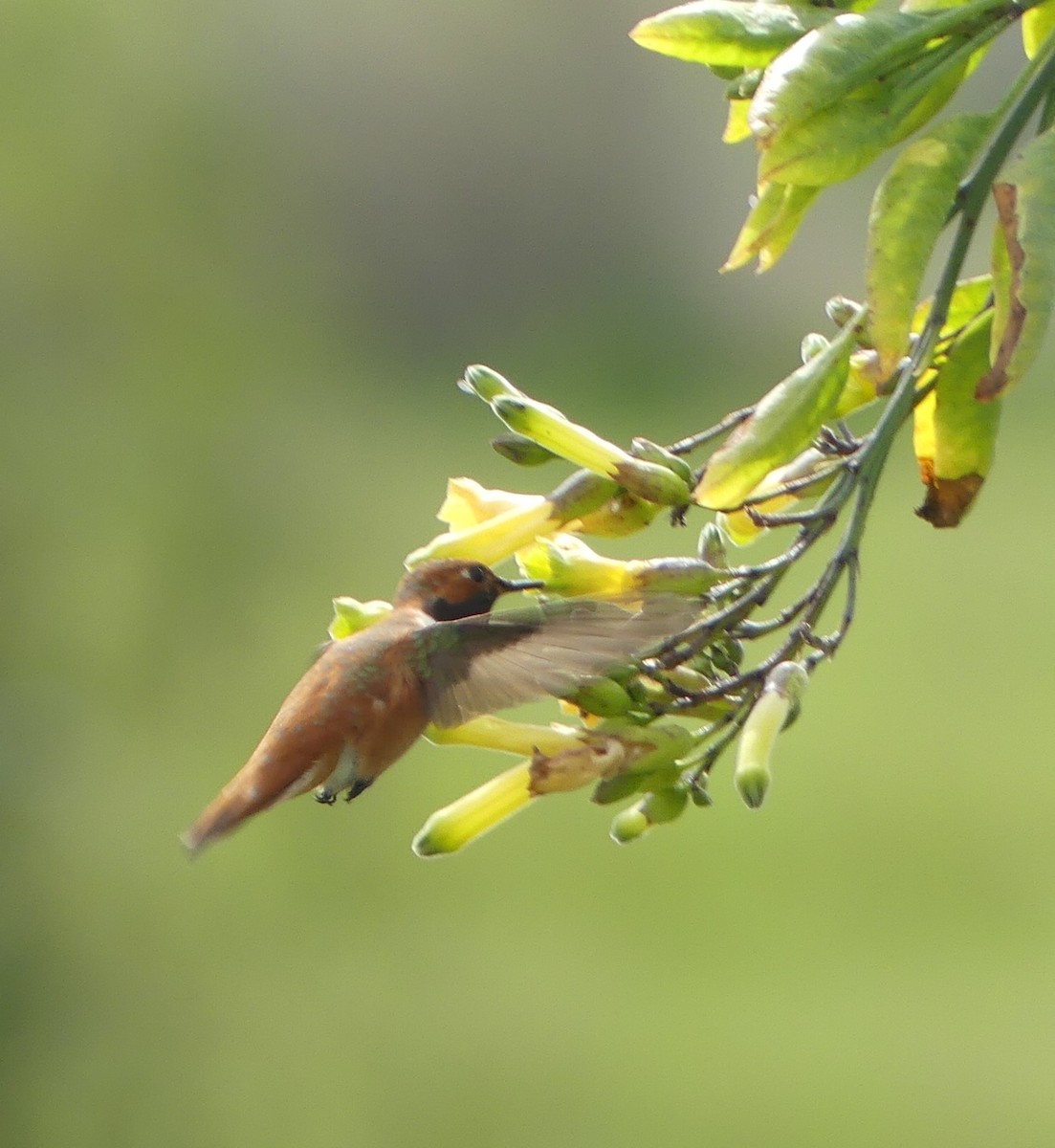 Rufous Hummingbird - ML147236021