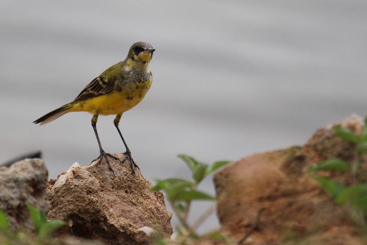 Western Yellow Wagtail - Thomas Desloges