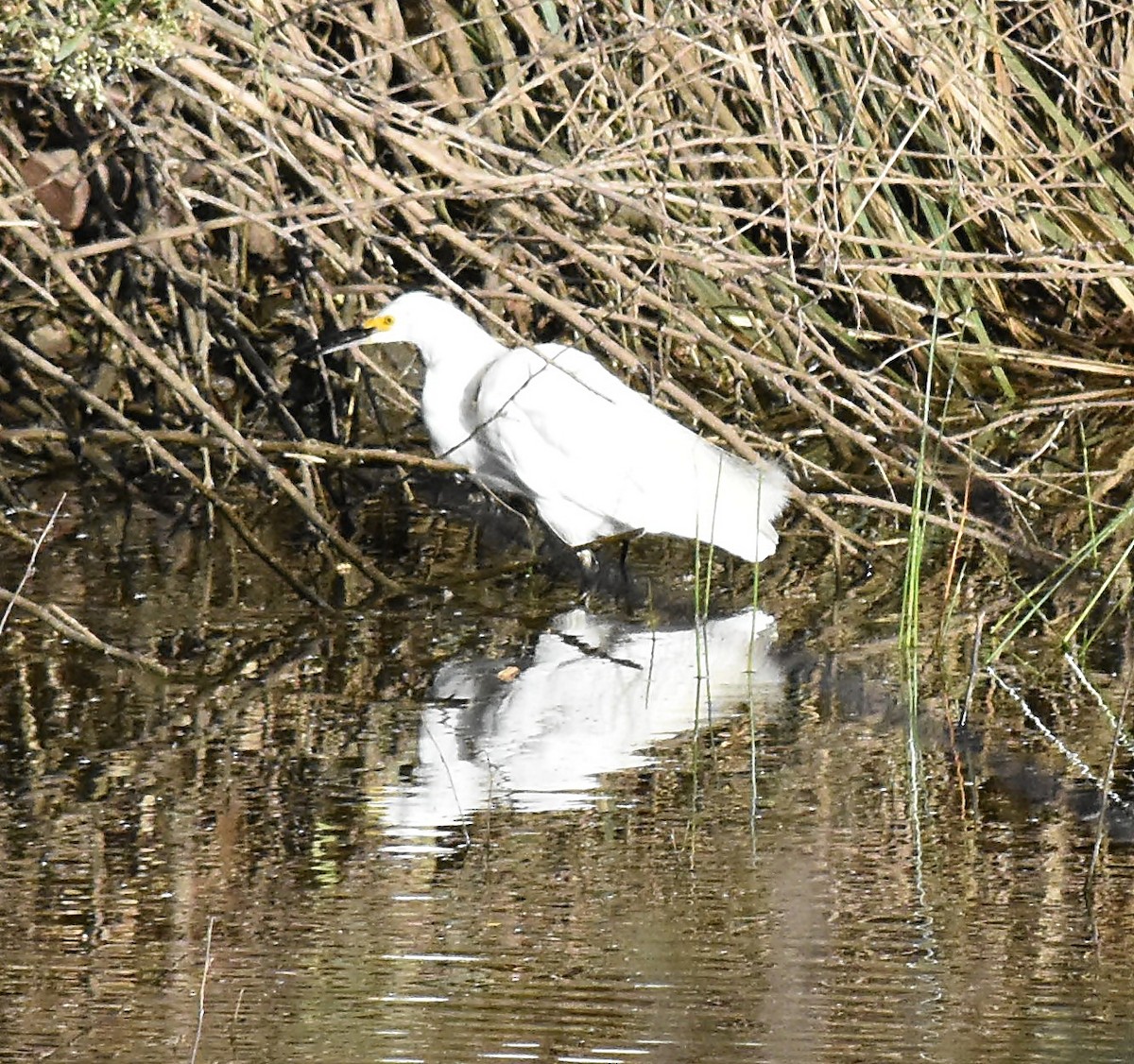 Snowy Egret - andres ebel