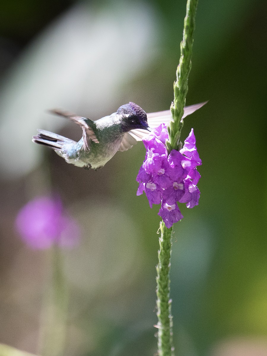 Violet-headed Hummingbird - Lynette Spence