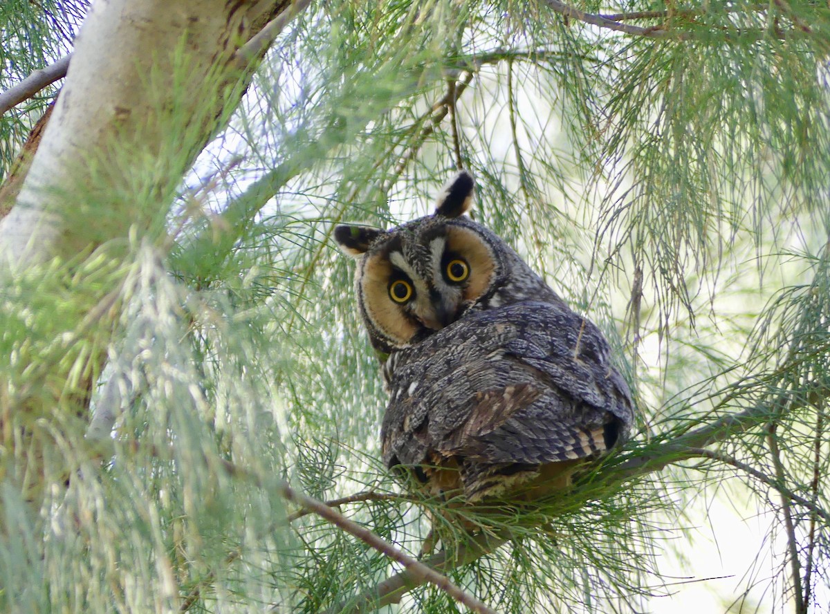 Long-eared Owl - Ellen Evans