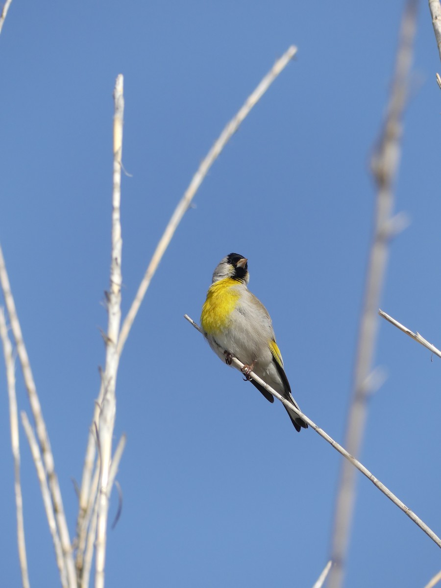 Lawrence's Goldfinch - ML147236521