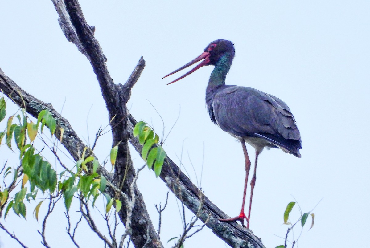 Black Stork - krishnakumar K Iyer