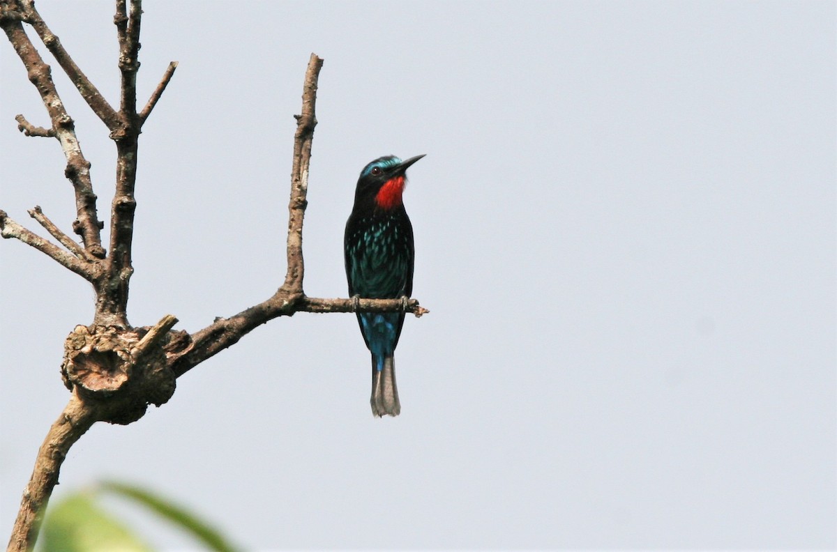 Black Bee-eater - Ottavio Janni