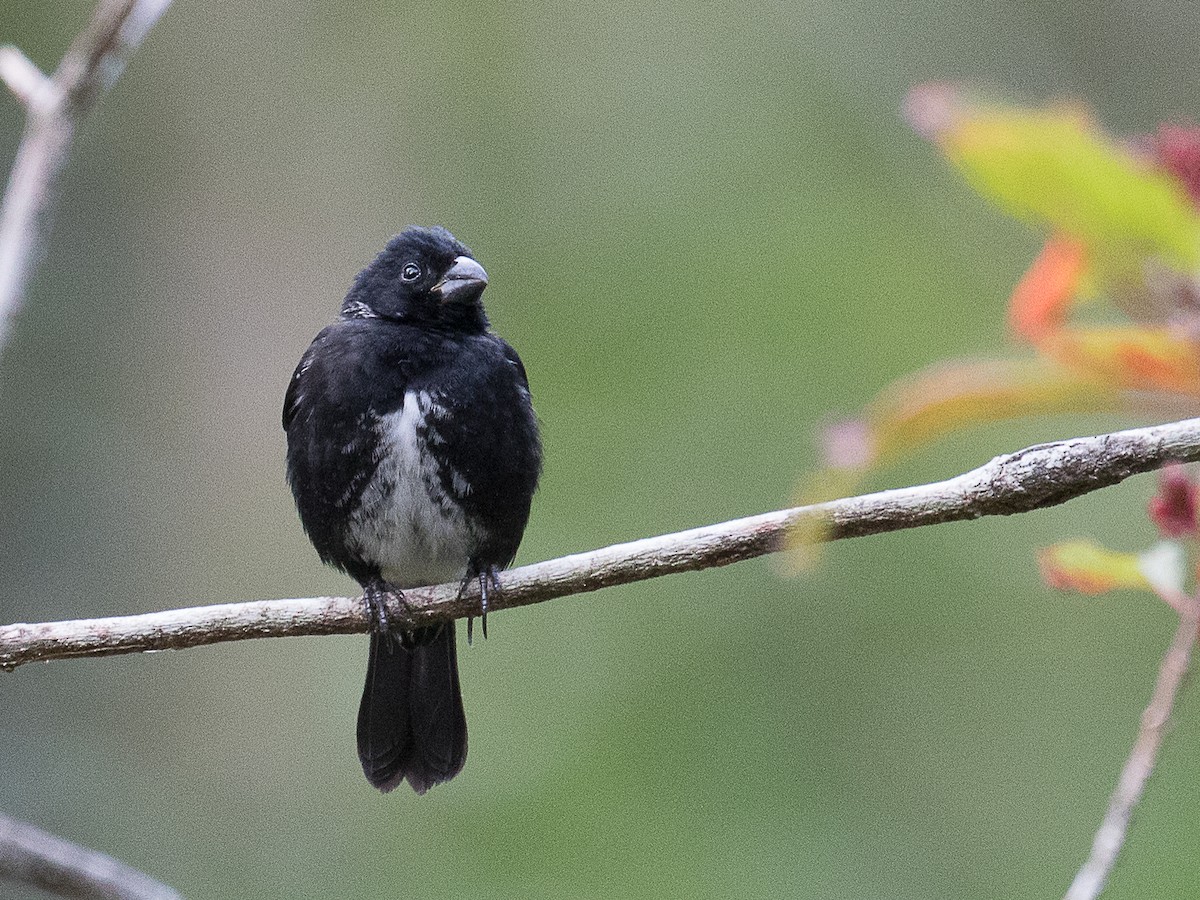 Variable Seedeater - ML147237541