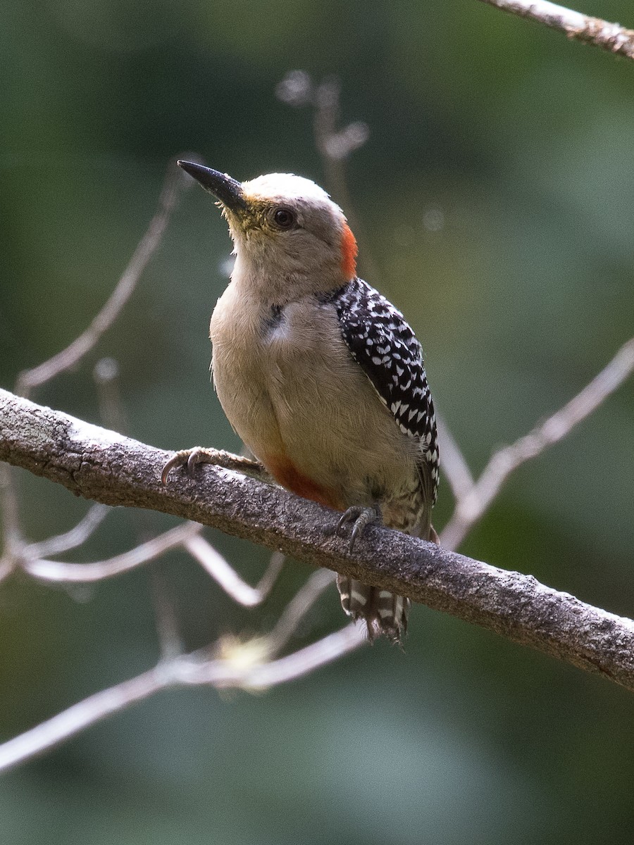 Red-crowned Woodpecker - Lynette Spence