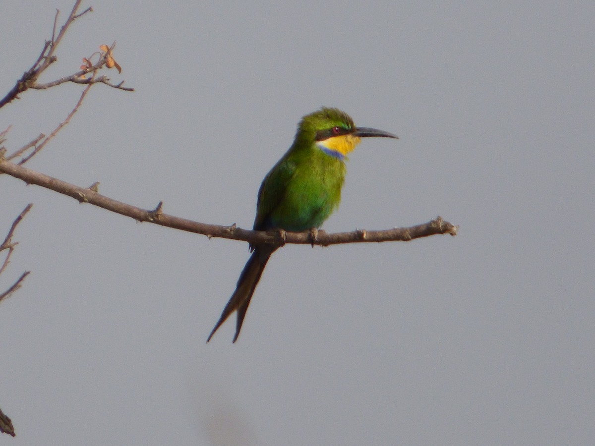 Swallow-tailed Bee-eater - ML147241281