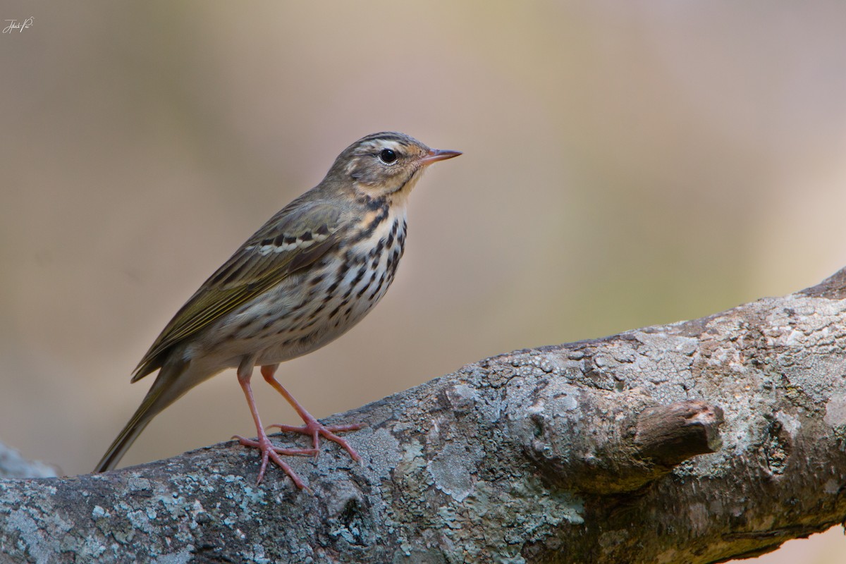 Olive-backed Pipit - ML147241311