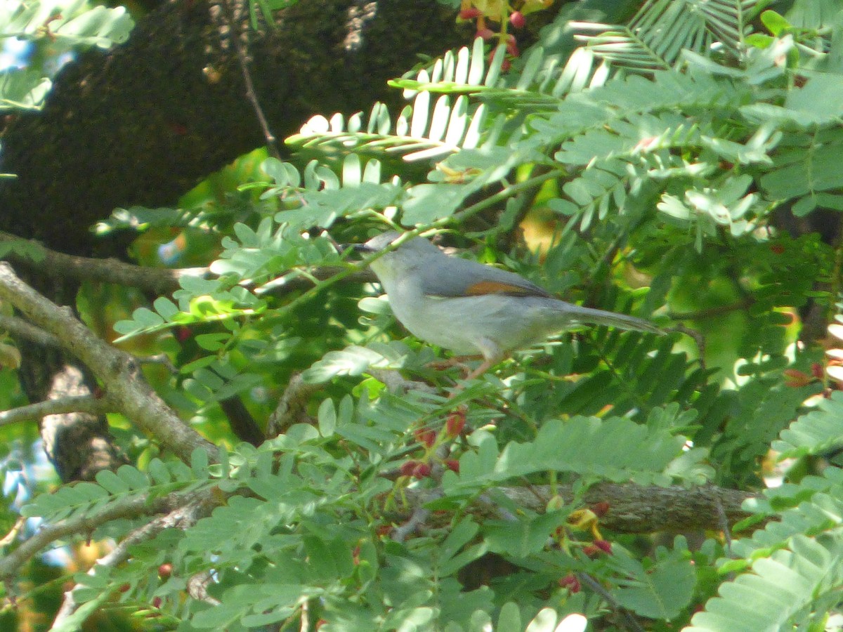 Red-winged Gray Warbler - ML147241981