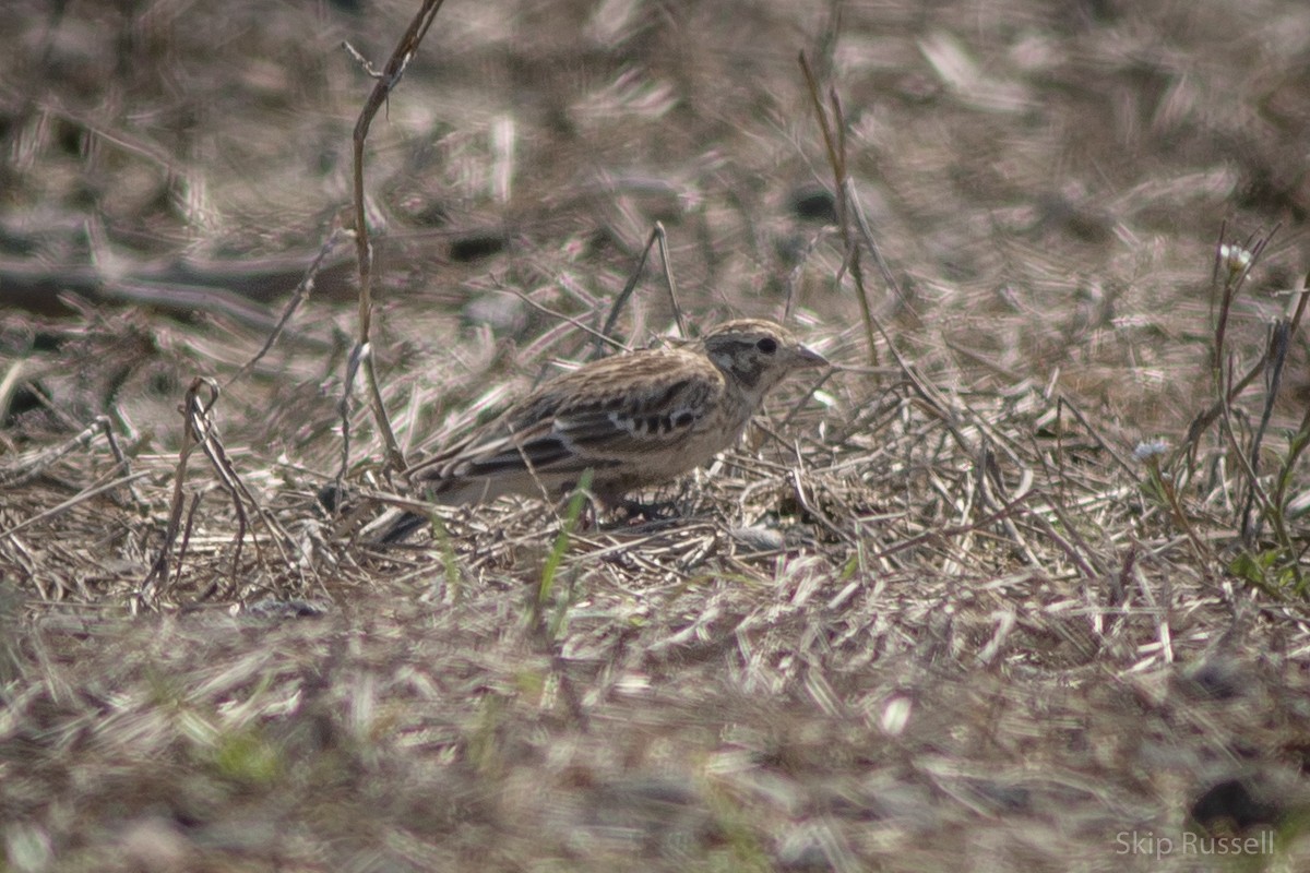 Chestnut-collared Longspur - Skip Russell