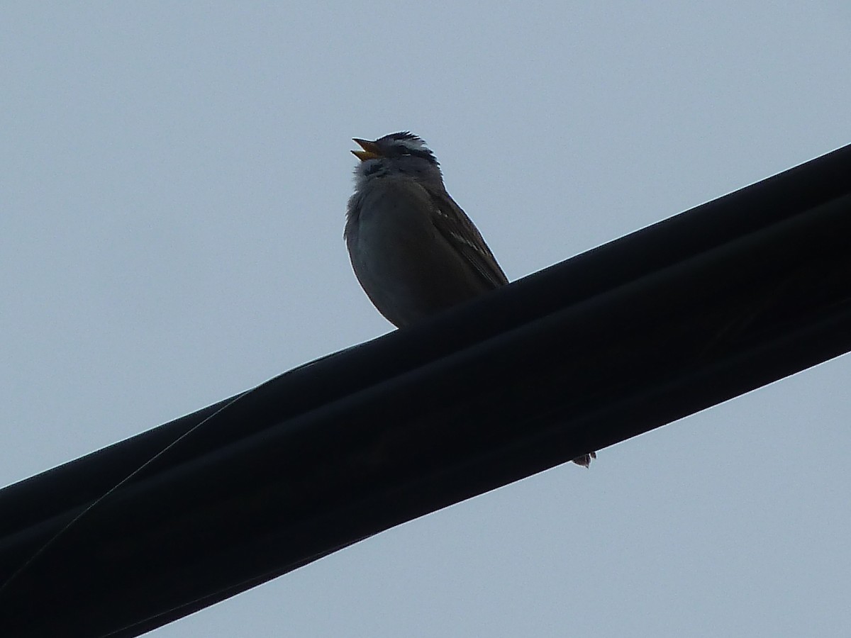 White-crowned Sparrow - ML147242941