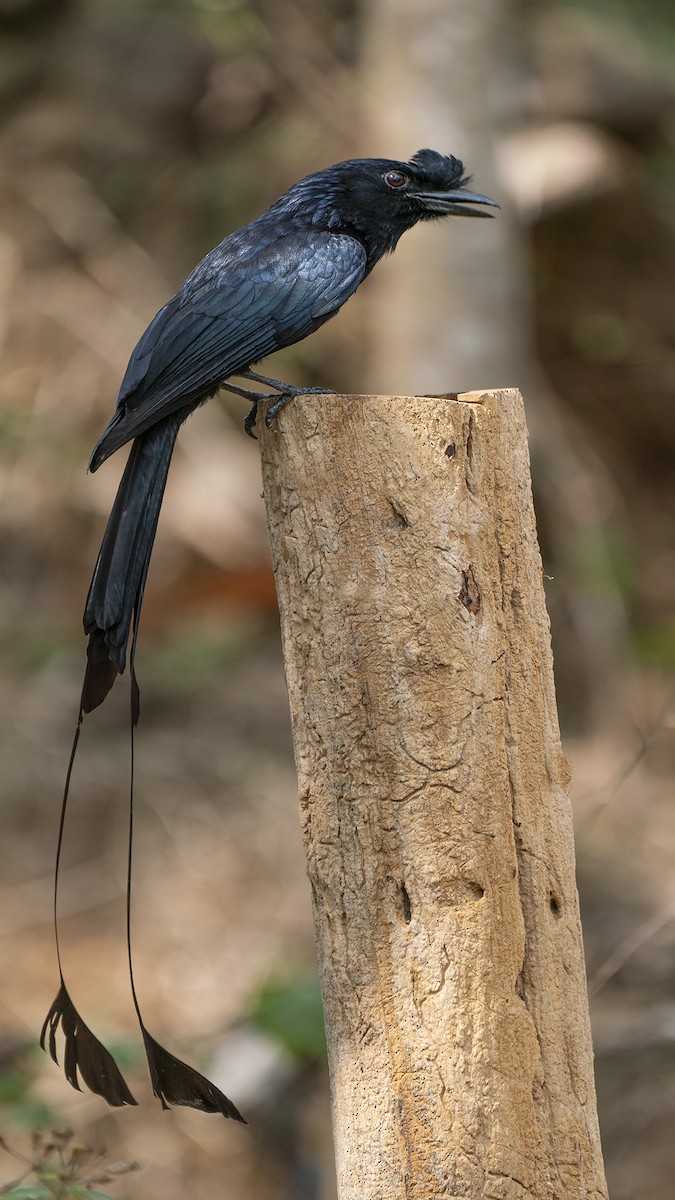 Greater Racket-tailed Drongo - ML147243021