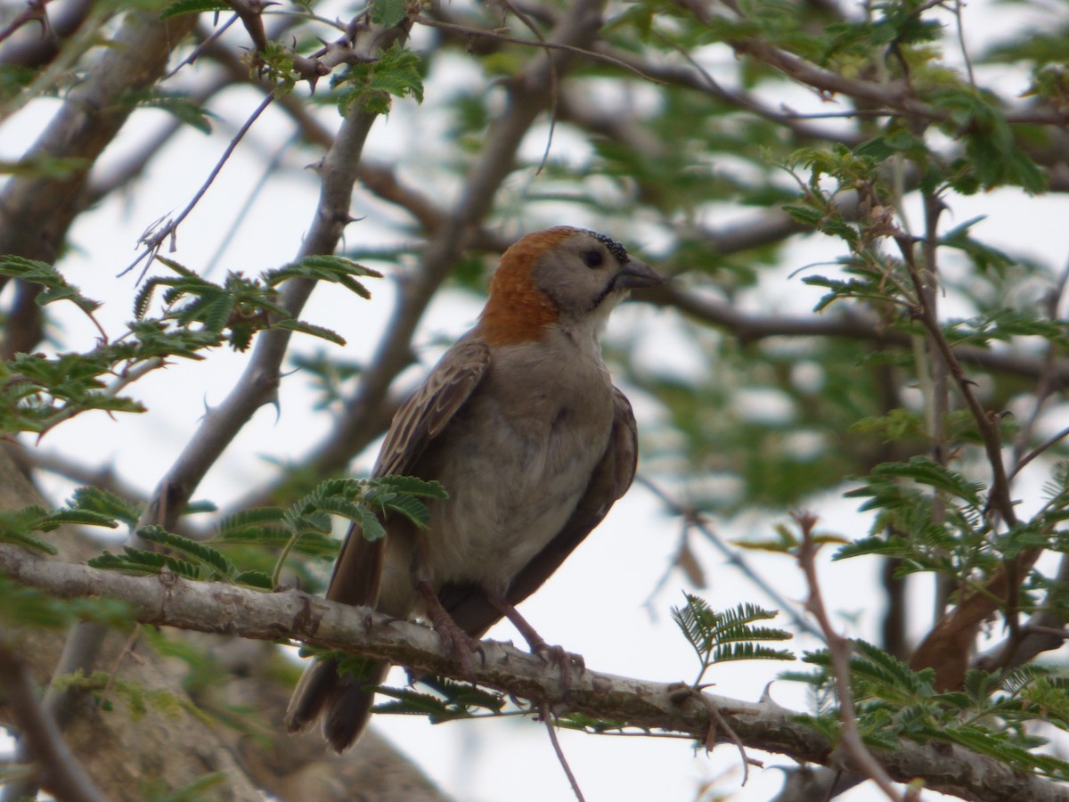 Speckle-fronted Weaver - ML147243151