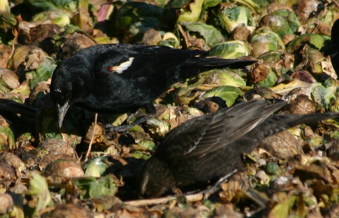 Tricolored Blackbird - ML147243361