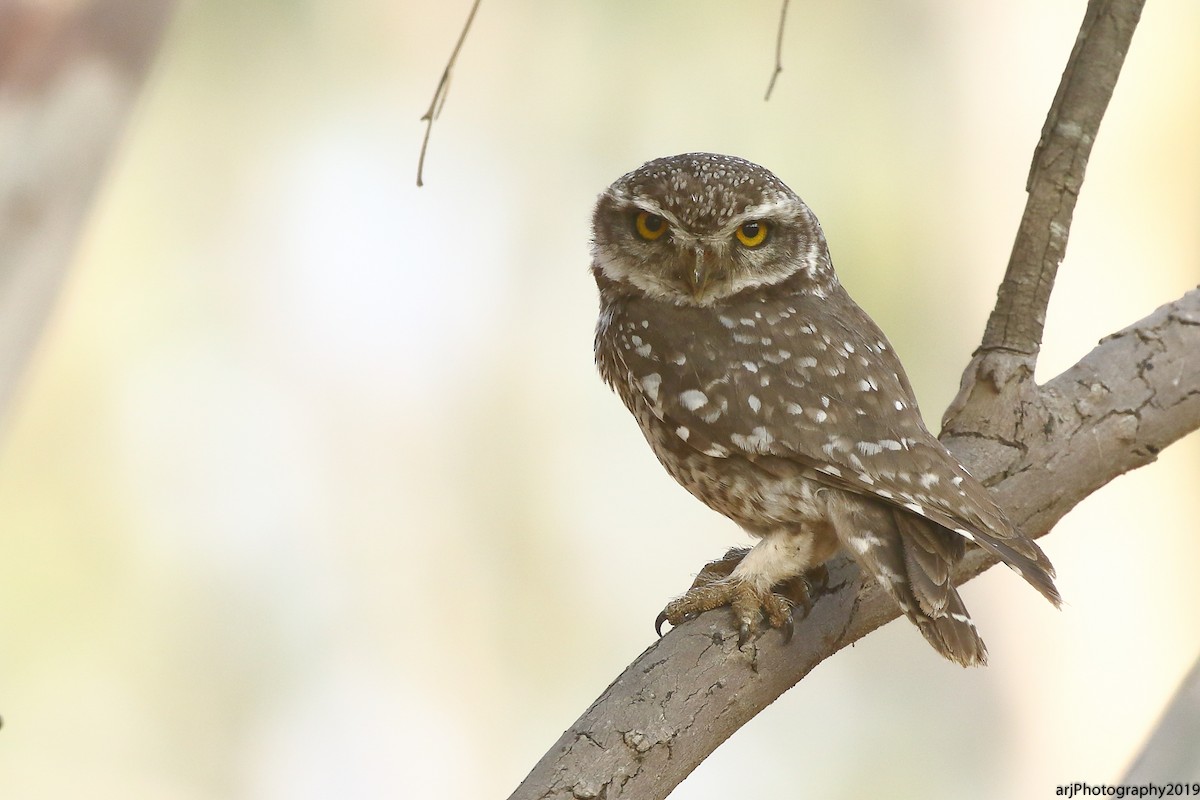 Spotted Owlet - Rahul  Singh