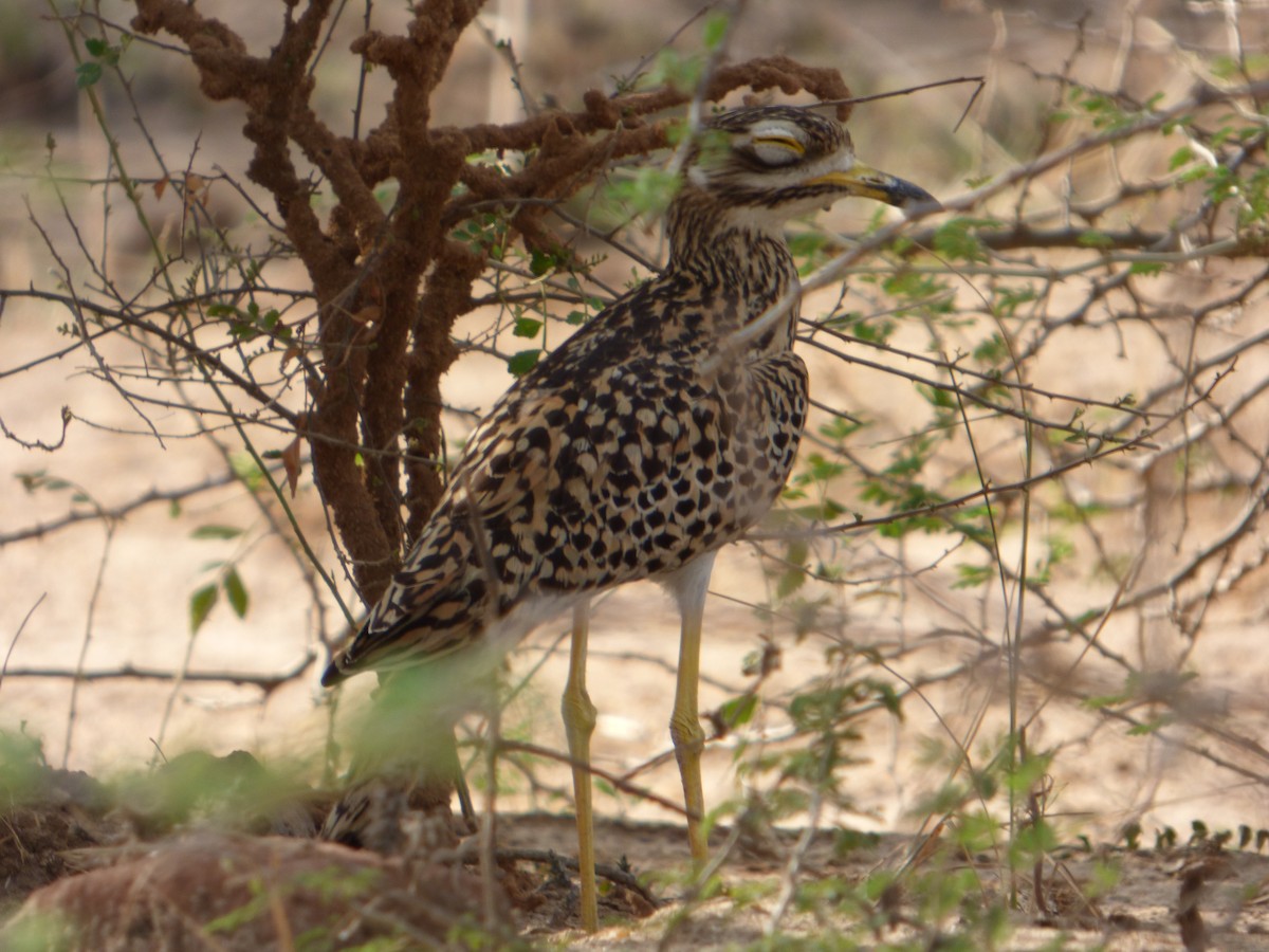 Spotted Thick-knee - ML147244701