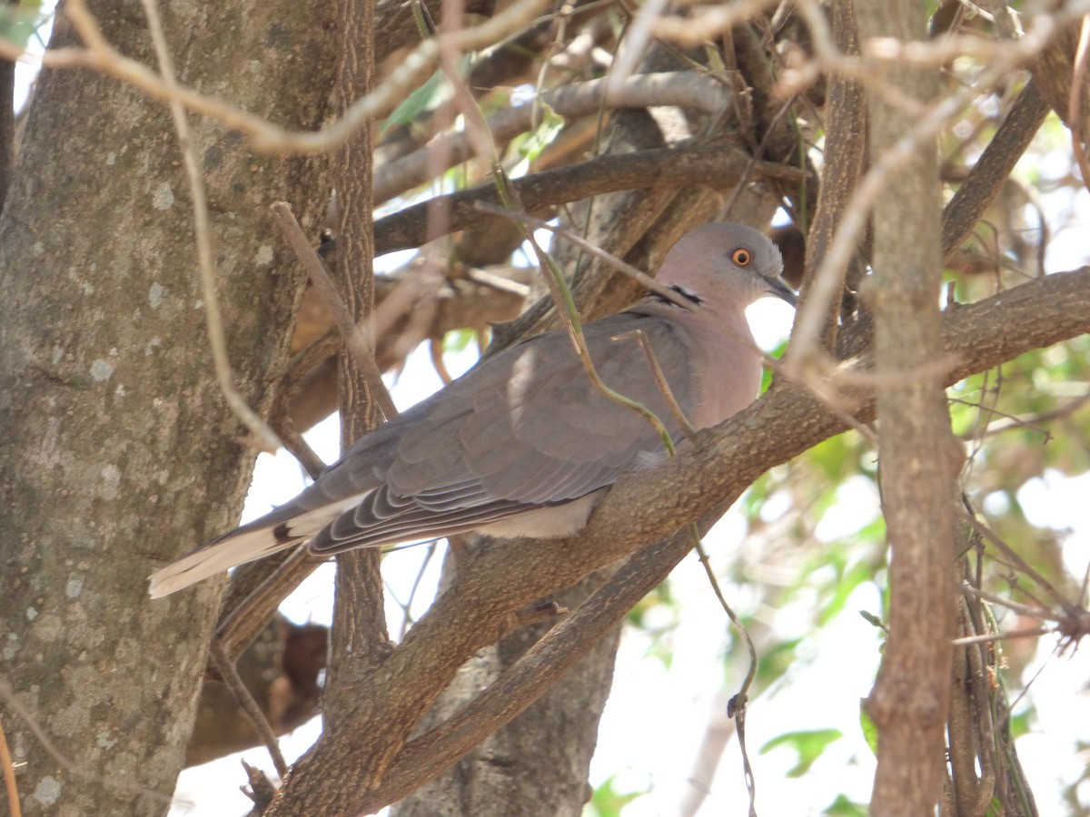 Mourning Collared-Dove - ML147245941