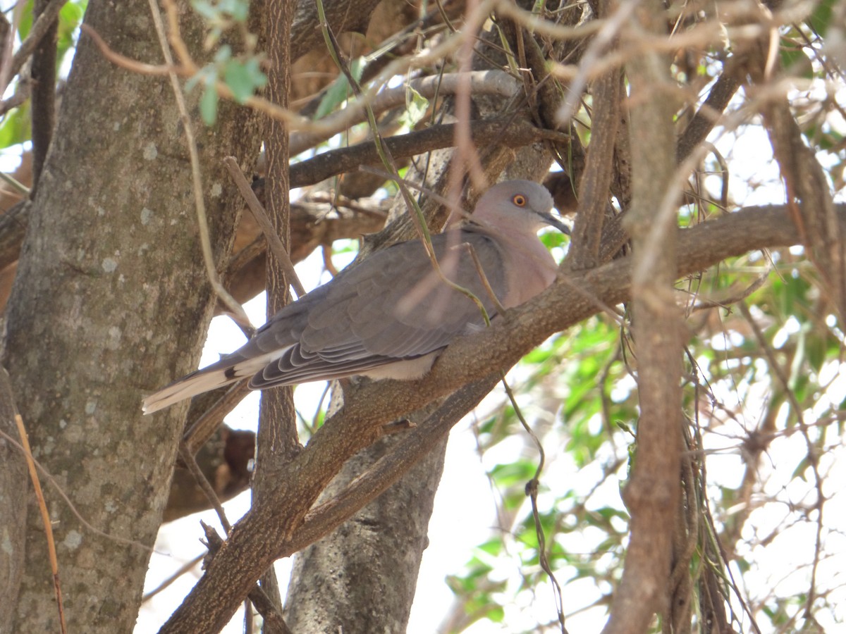 Mourning Collared-Dove - ML147245961