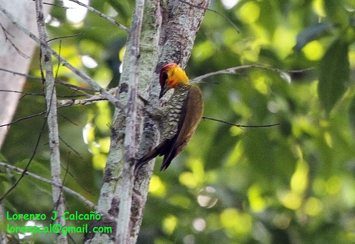 Yellow-throated Woodpecker - Lorenzo Calcaño