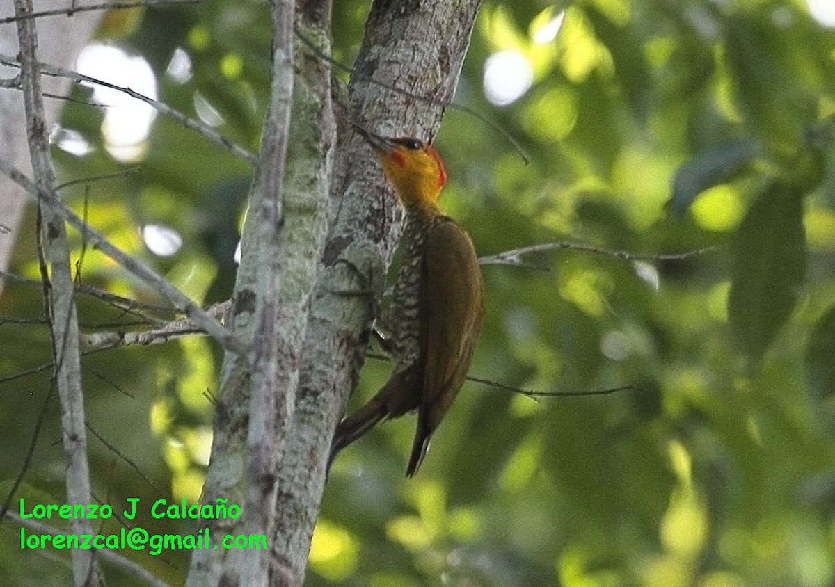 Yellow-throated Woodpecker - ML147246581