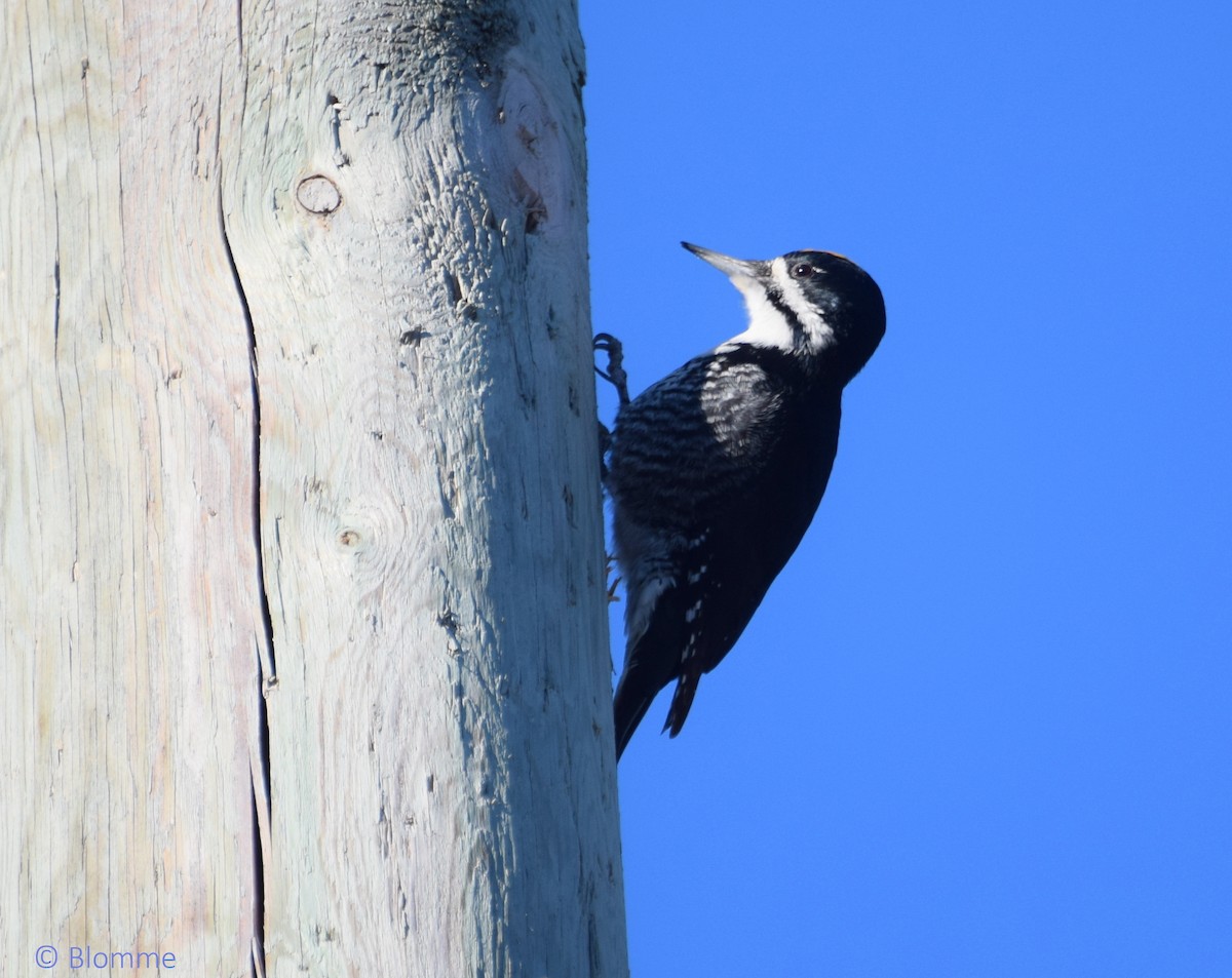Black-backed Woodpecker - Chris Blomme