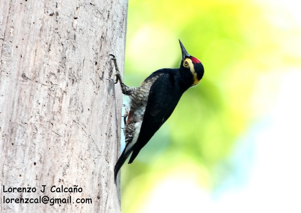 Yellow-tufted Woodpecker - Lorenzo Calcaño