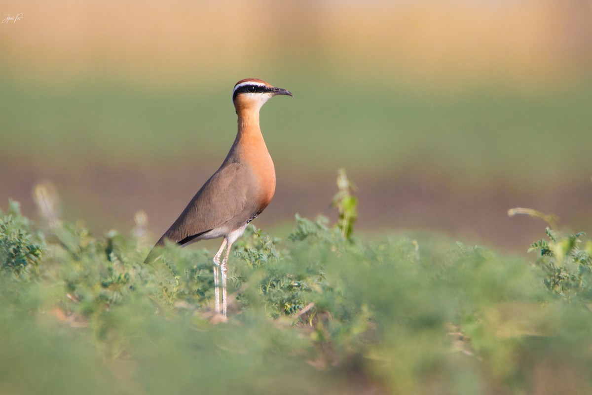 Indian Courser - ML147247391