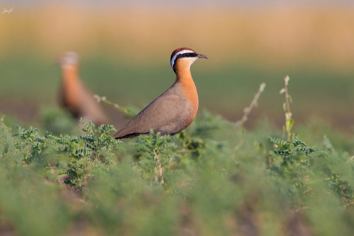 Indian Courser - ML147247531