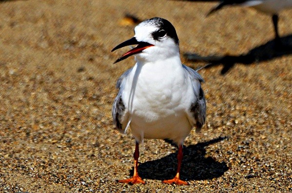 Common Tern - Sadhu Govardhan