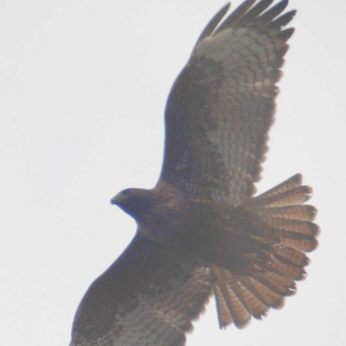 Red-tailed Hawk (calurus/alascensis) - ML147250001