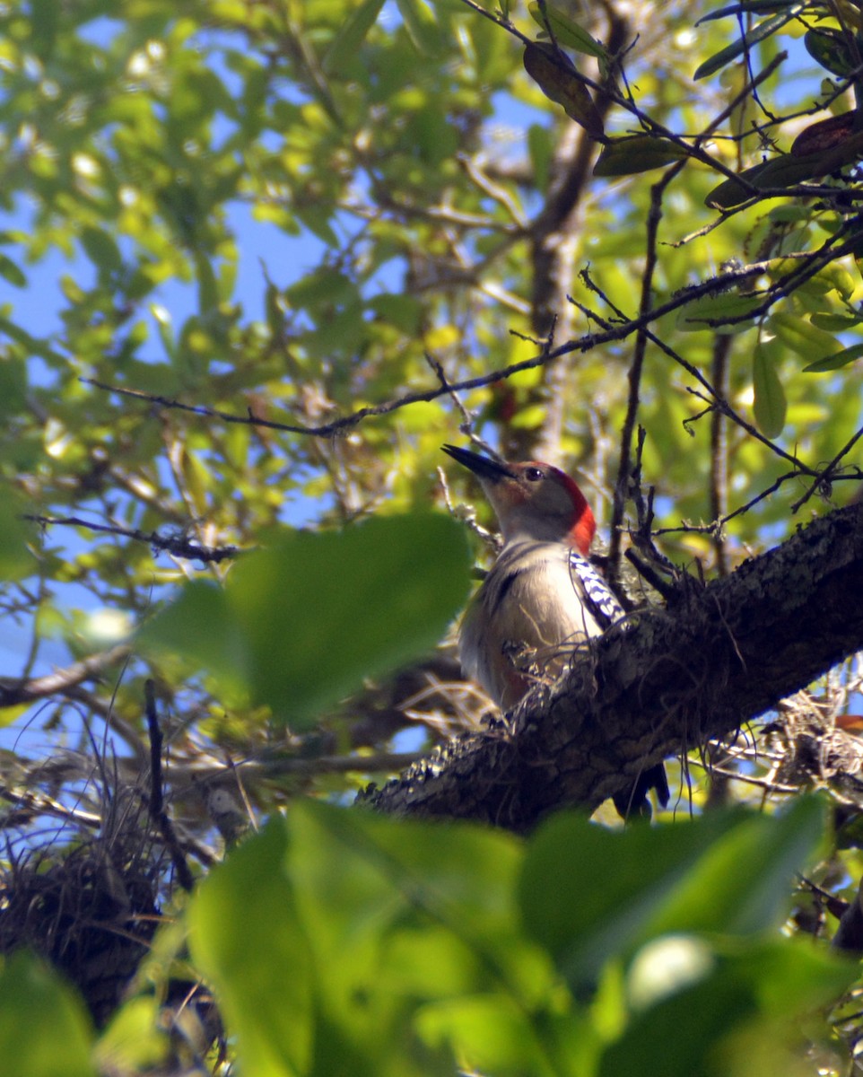 Red-bellied Woodpecker - Toni Oliveira