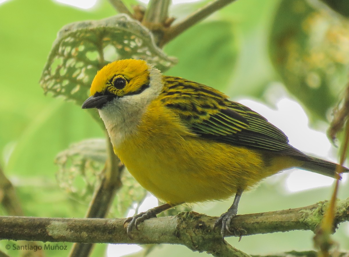 Silver-throated Tanager - ML147251691