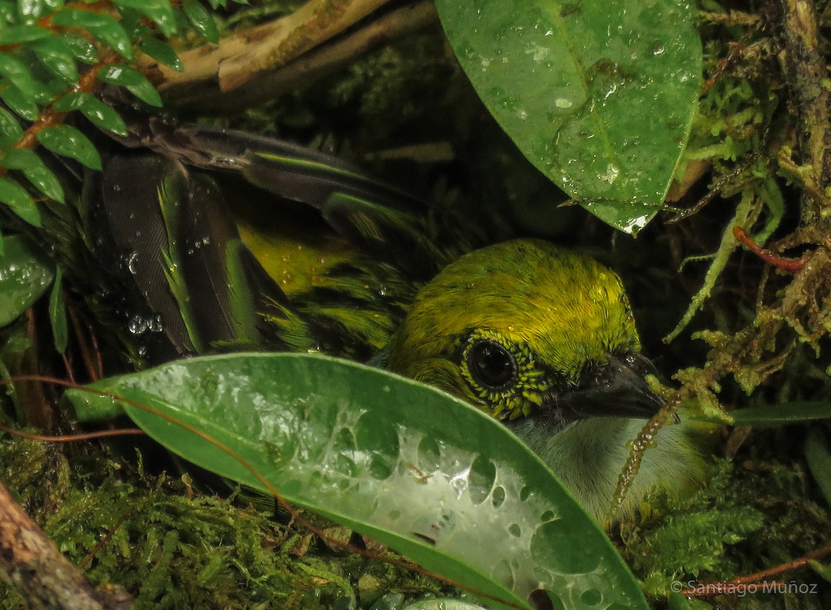 Silver-throated Tanager - ML147251791