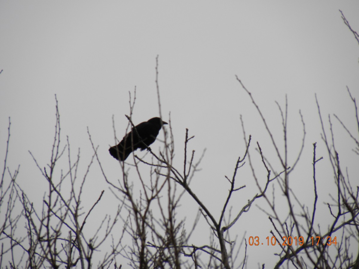 American Crow - Cloyce Hedge