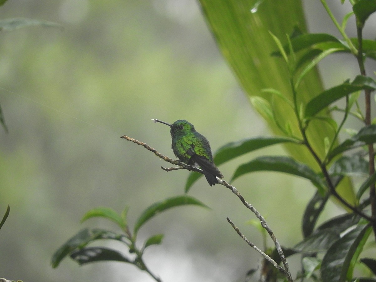 Blue-tailed Emerald - Jorge Galván