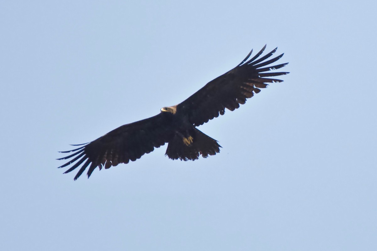 Black Eagle - Mamta Muttreja
