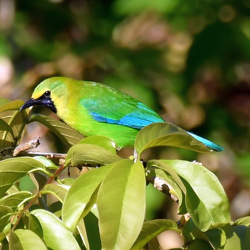 Blue-winged Leafbird - ML147256961