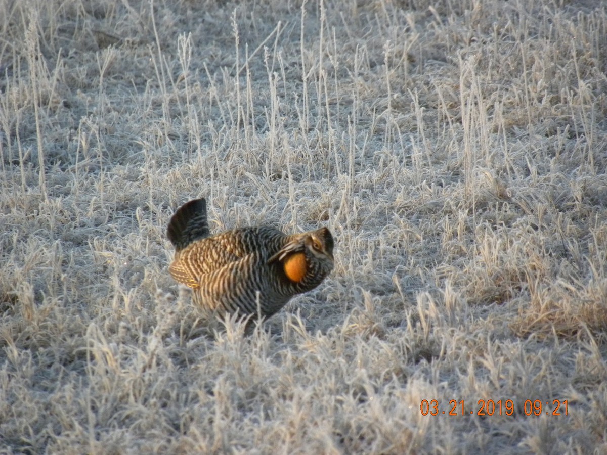 Greater Prairie-Chicken - Cloyce Hedge