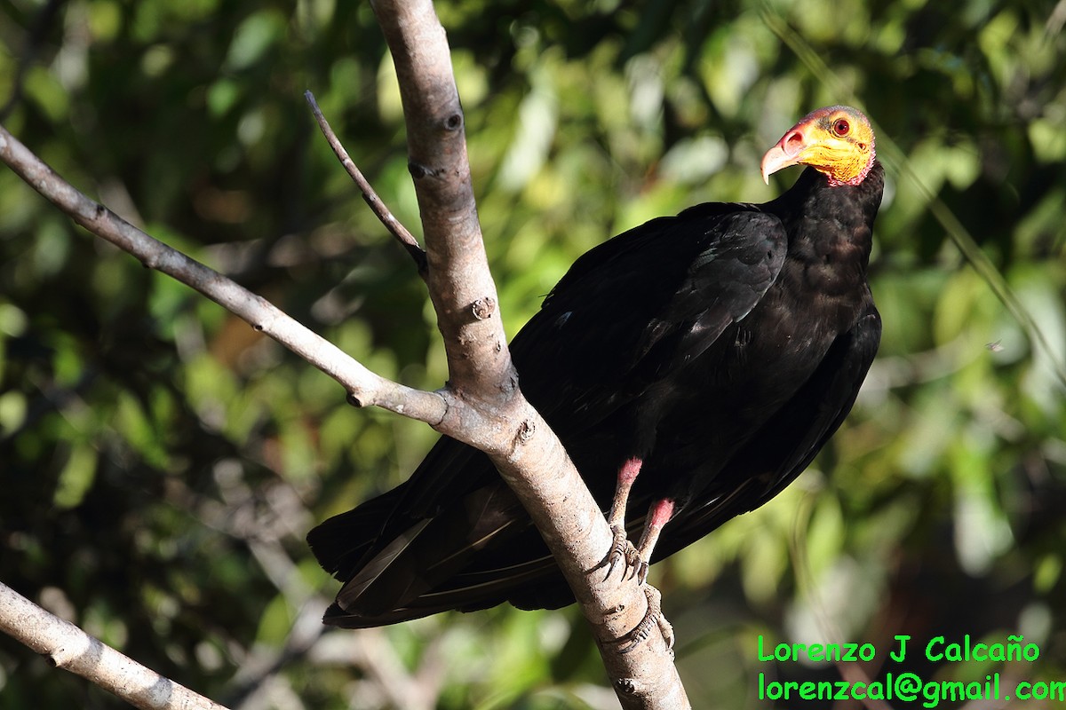 Greater Yellow-headed Vulture - ML147257051