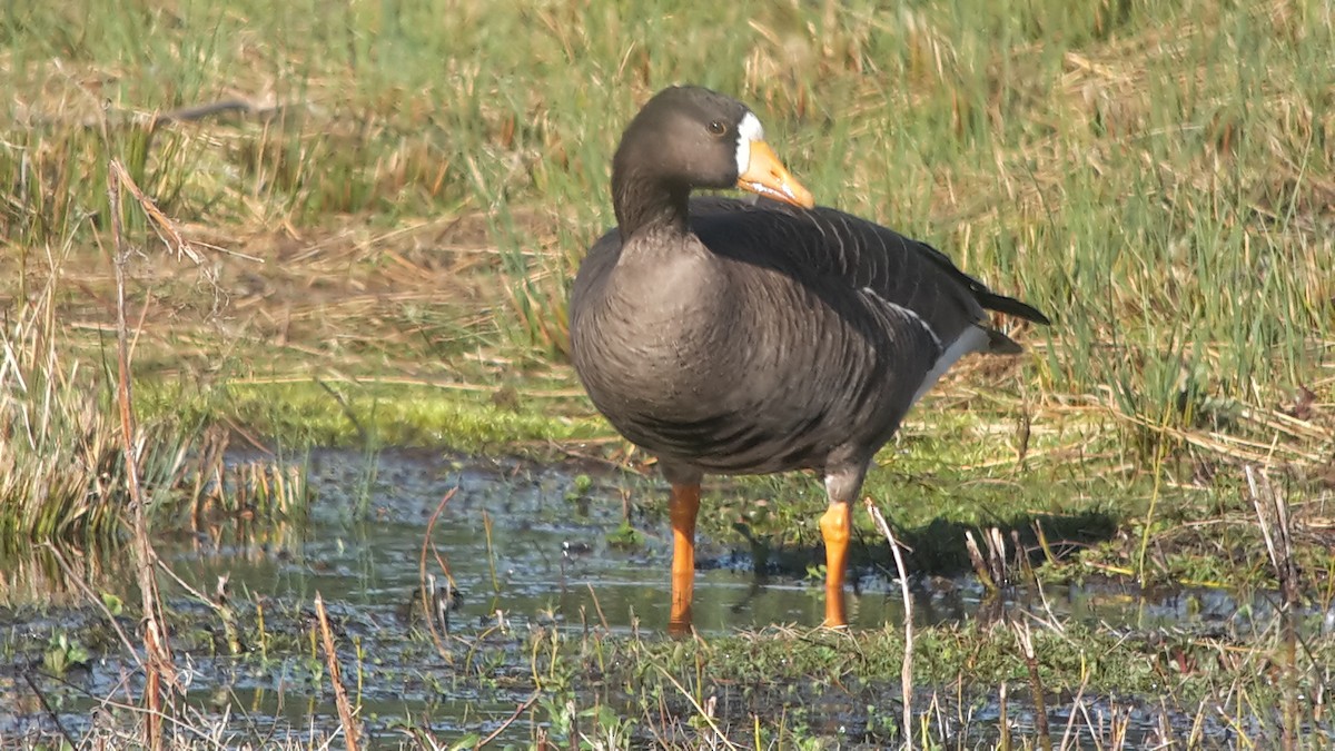 Greater White-fronted Goose (Greenland) - Roger Gibb
